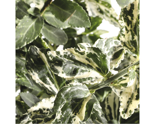 În imagine este prezentat un arbore de fus cu frunze verzi și albe.