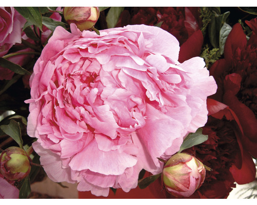 Prim-plan cu un bujor roz cu boboci de flori