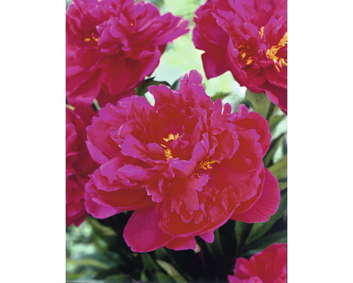 Prim-plan cu flori de bujor roz