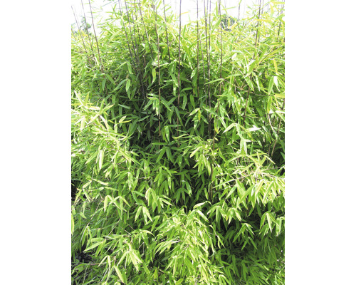 Bambus FloraSelf Fargesia hybride 'Winter Joy' H 40-50 cm Co 3 L