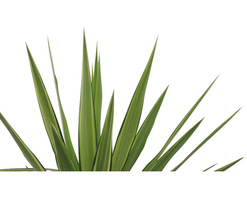 Iarbă neozeelandeză cu frunze lungi și înguste