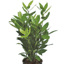 Dafin FloraSelf Laurus nobilis H 10-20 cm ghiveci Ø 12 cm