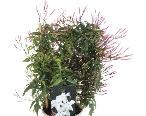 Iasomie parfumată în ghiveci cu suport de cățărare și inflorescențe