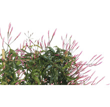 Iasomia FloraSelf Jasminum polyanthus H 25-30 cm ghiveci Ø 14 cm-thumb-2