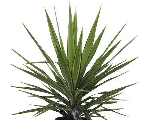 FloraSelf Yucca elephantipes H 35-45 cm ghiveci Ø 20 cm | HORNBACH