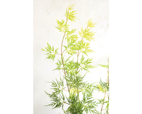 Arțar japonez cu frunze filigranate