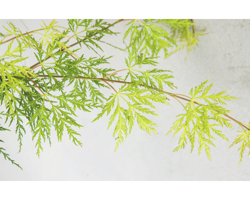 Frunze de arțar japonez