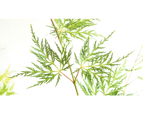 Prim-plan al frunzelor de arțar