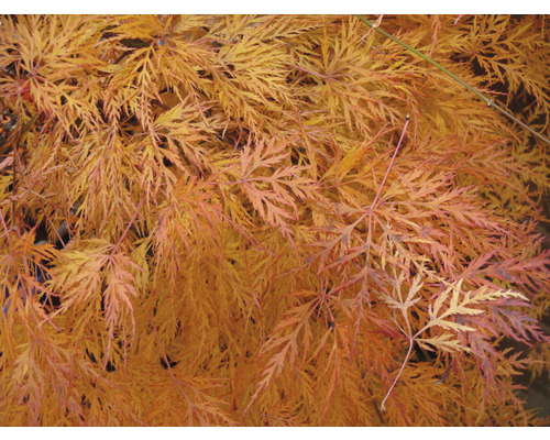 Arțar Japonez Acer palmatum 'Emerald Lace' H 50-60 cm Co 3 L