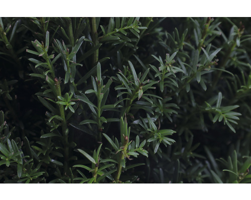 Prim-plan cu un arbore de tis cu ace