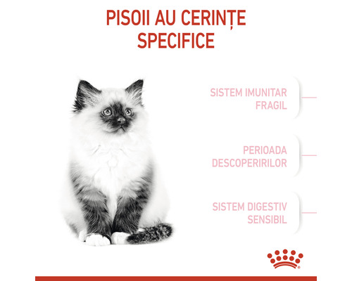 Imagine cu un pisoi și cu text despre nevoile specifice ale pisoilor.