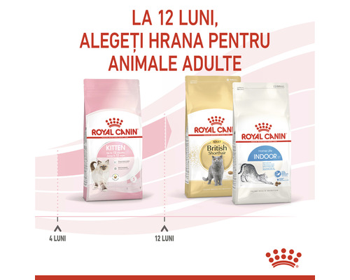 Royal Canin cat food for kittens, adult British Shorthair and indoor cats