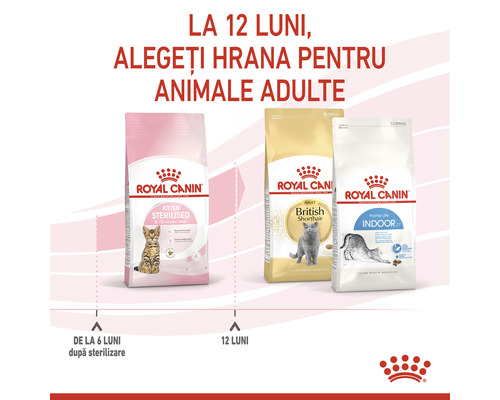 Hrană pentru pisici Royal Canin pentru pisoi, British Shorthair și pisici de apartament