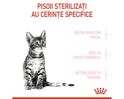 Imagine cu o pisică tigrată cu informații despre pisoi sterilizați