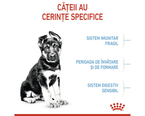 Imagine cu un cățel lângă text despre cerințele specifice ale cățeilor: sistem imunitar fragil, perioada de învățare și de formare, sistem digestiv sensibil.