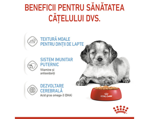 Beneficiile hranei pentru sănătatea cățelului, cu textură moale pentru dinții de lapte, sistem imunitar puternic, dezvoltare cerebrală și un cățel lângă un bol de mâncare Royal Canin.