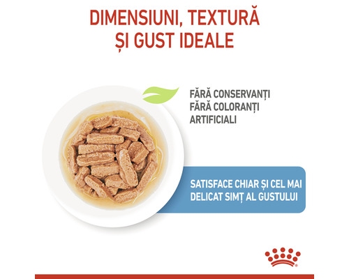 Cat food without artificial preservatives and colorings on plate