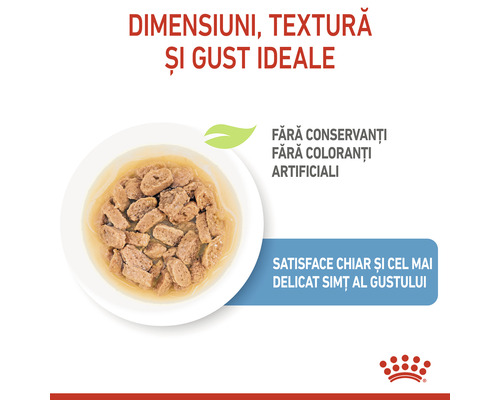 Hrană pentru pisici în bol fără coloranți artificiali și conservanți