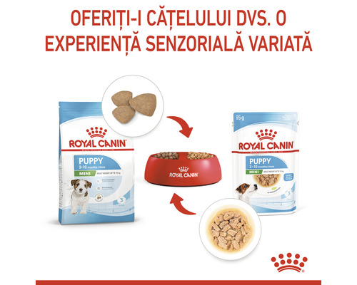 Mâncare Royal Canin pentru căței de rase mici în castron
