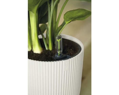 Prim-plan cu un ghiveci alb cu indicator de nivel al apei și plantă