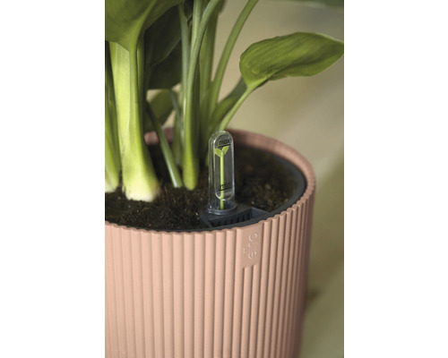 Plantă într-un ghiveci cu indicator de irigare
