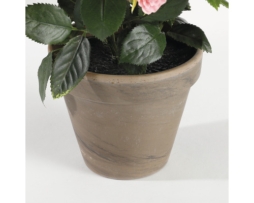 Trandafir în ghiveci