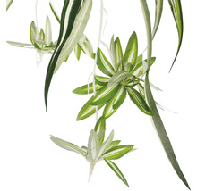 Plantă artificială, Chlorophytum, verde-thumb-4