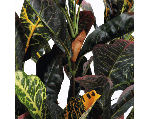 Croton cu frunze de forme diferite
