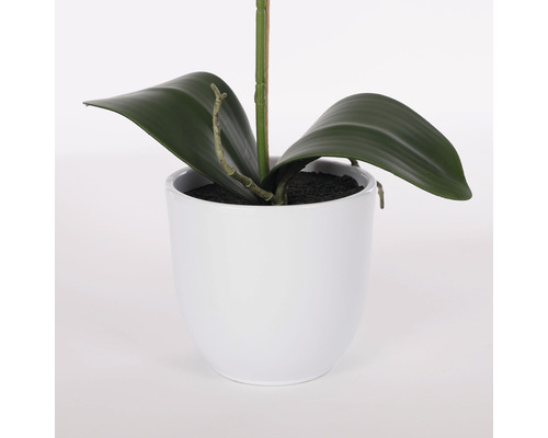 Orhidee în ghiveci alb