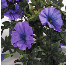 Floare artificială, petunie curgătoare, violet-thumb-3