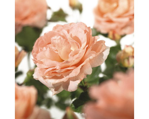 Trandafir cățărător FloraSelf Rosa 'Bonita Renaissance' H 100-120 cm Co 5 L Prim-plan cu un trandafir deschis