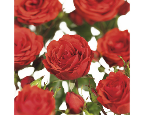 Trandafir FloraSelf Jive COURTYARD® H 90-110 cm Co 3 L
