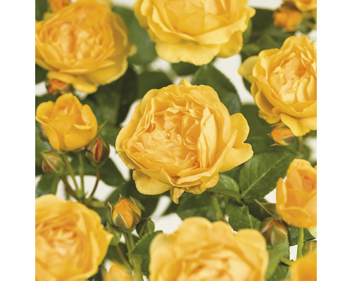 Trandafir FloraSelf 'Absolutely Fabulous' H 80 cm Co 3 L