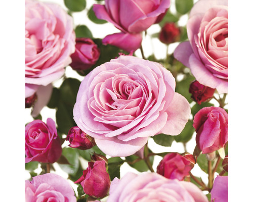 Trandafir FloraSelf 'Our Last Summer' H 90-110 cm Co 3 L Trandafir FloraSelf 'Our Last Summer' H 90-110 cm Co 3 L