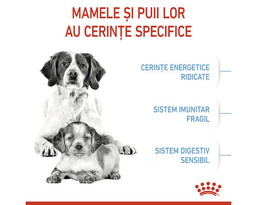 Imagine cu o câine mamă și un pui, indicând cerințe energetice ridicate, sistem imunitar fragil și sistem digestiv sensibil.