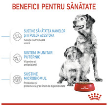 Ilustrație a beneficiilor pentru sănătate ale hranei pentru câini Royal Canin pentru mame și căței.