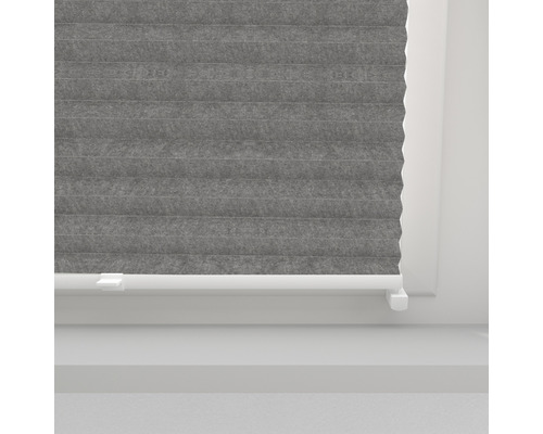 Pliseu gri la fereastră