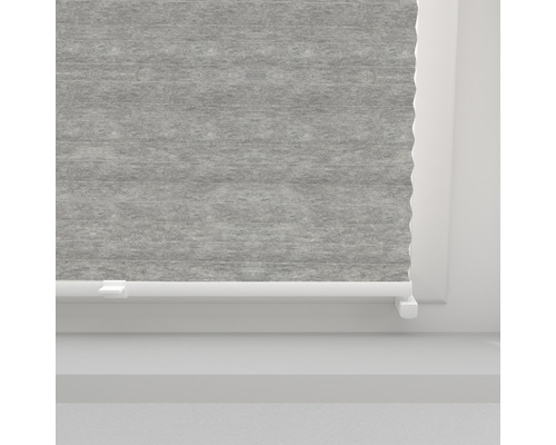 Pliseu gri la fereastră