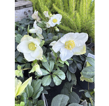 Prim-plan cu flori albe de spânz cu stamine galbene