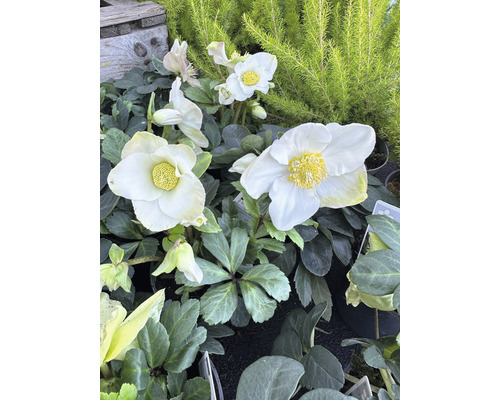 Prim-plan cu flori albe de spânz cu stamine galbene