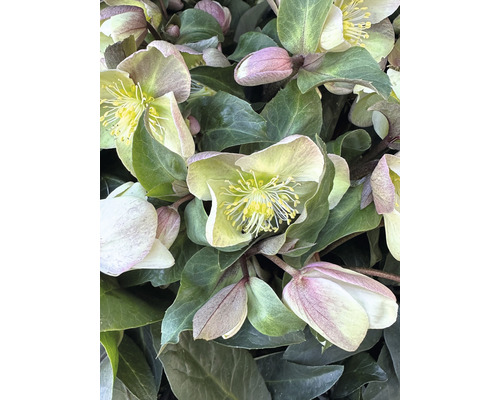 Trandafirul Crăciunului FloraSelf Helleborus niger 'Winter | HORNBACH