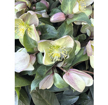 Prim-plan cu flori de spânz cu frunze verzi