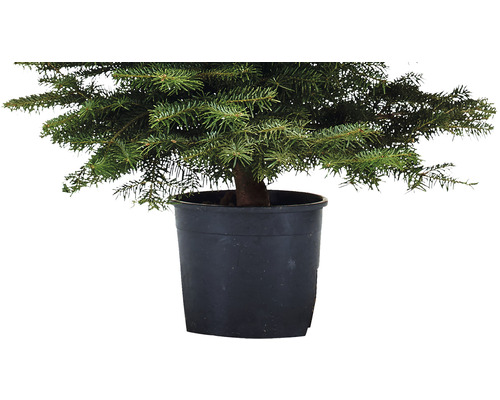 Brad argintiu în ghiveci