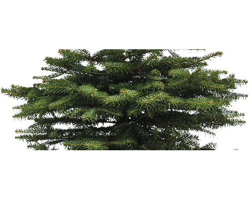 Prim-plan cu un pom de Crăciun veșnic verde