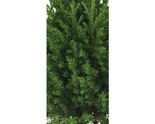 Prim-plan cu un chiparos veșnic verde