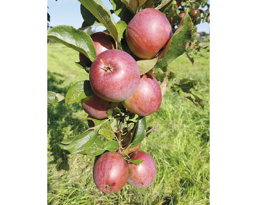 Pom fructifer măr FloraSelf Malus domestica 'Fire Dance' H 120-180 cm Co 10 L