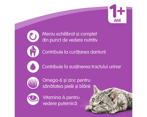 Informații despre hrana pentru pisici pentru pisici de la un an