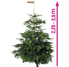 Brad de Nordmann cu o înălțime de 2,25 până la 2,5 metri