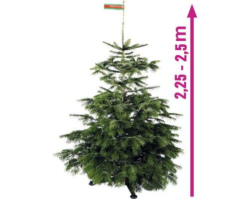 Brad de Nordmann cu o înălțime de 2,25 până la 2,5 metri