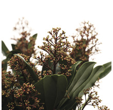 Prim-plan cu o andromedă japoneză înflorită cu frunze